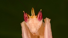 Orchideenmantis (8).jpg